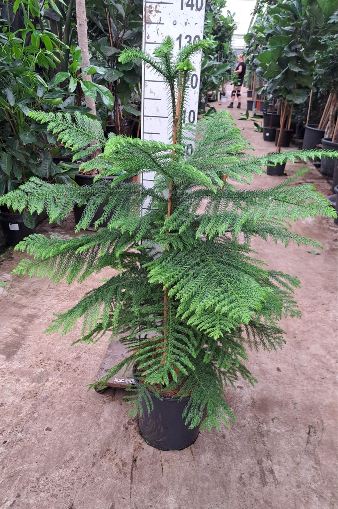 Norfolk Island Pine Araucaria heterophylla