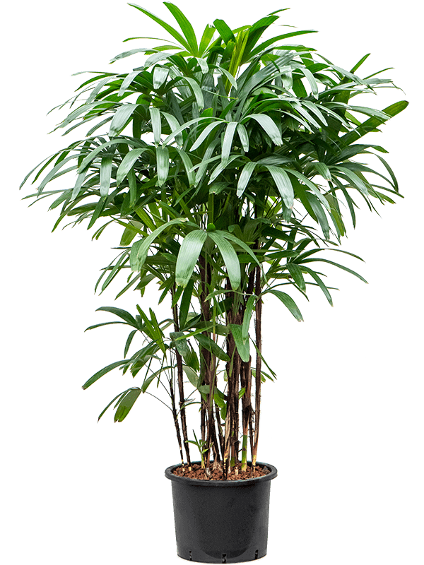 Tropical Lady Palm Rhapis excelsa Indoor House Plants