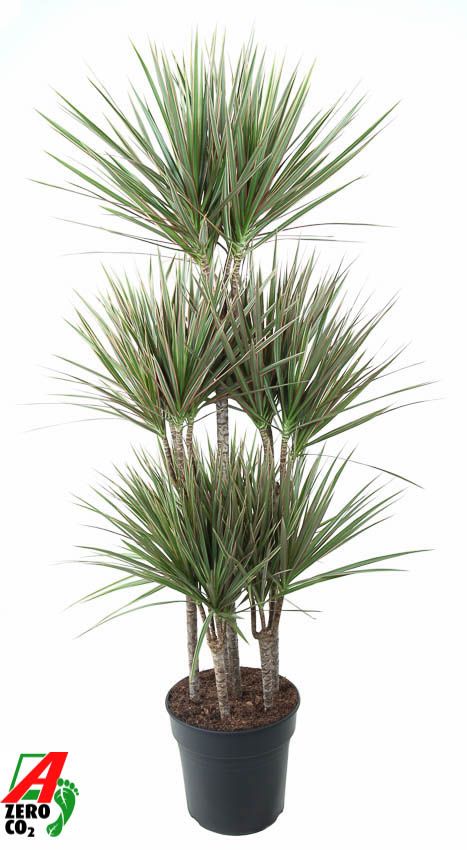 Colorful Dragon Tree Dracaena marginata Bicolor Tall Indoor House Plants Trees