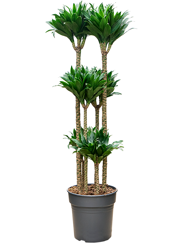 Easy-Care Corn Plant Dracaena fragrans 'Compacta' Indoor House Plants