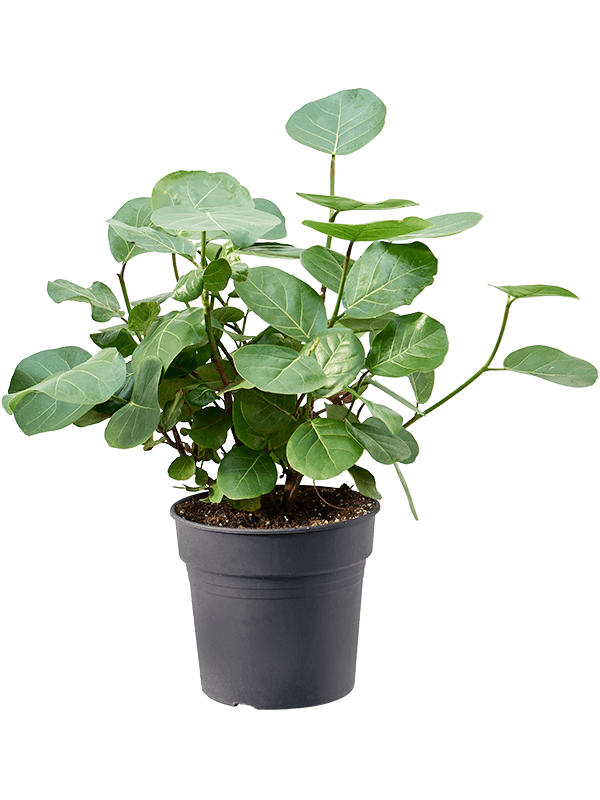 Lush Sea Grape Coccoloba uvifera Tall Indoor House Plants Trees