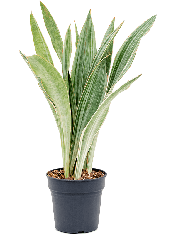Easy-Care Snake Plant Sansevieria trifasciata 'Metallica' Indoor House Plants