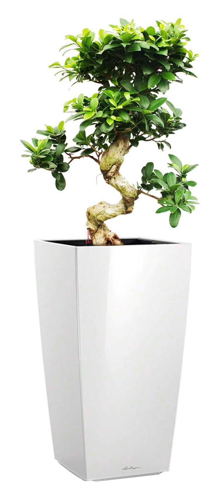 Ficus Microcarpa in LECHUZA CUBICO Self-watering Planter, Total Height 105 cm