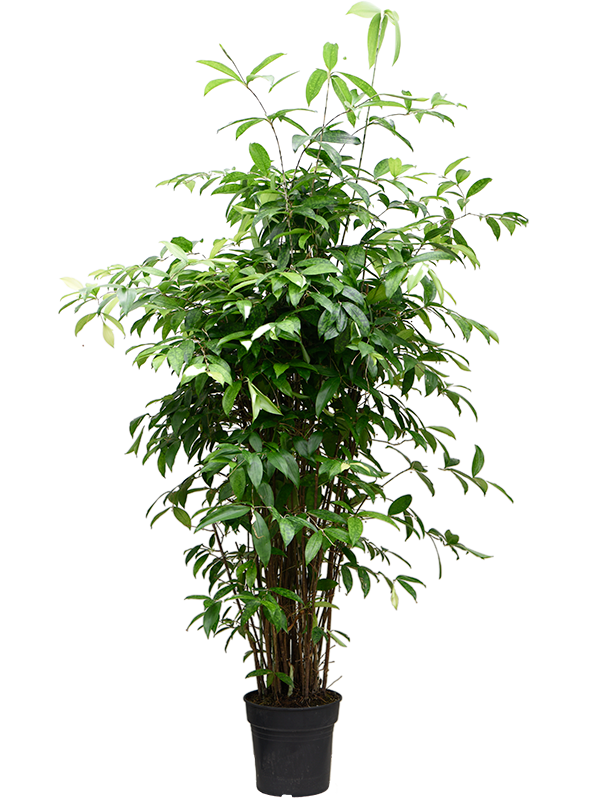 Easy-Care Spotted Gold Dust Dracaena surculosa (140-170) Indoor House Plants