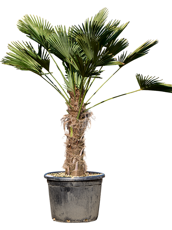 Windmill Palm Tree Trachycarpus wagnerianus