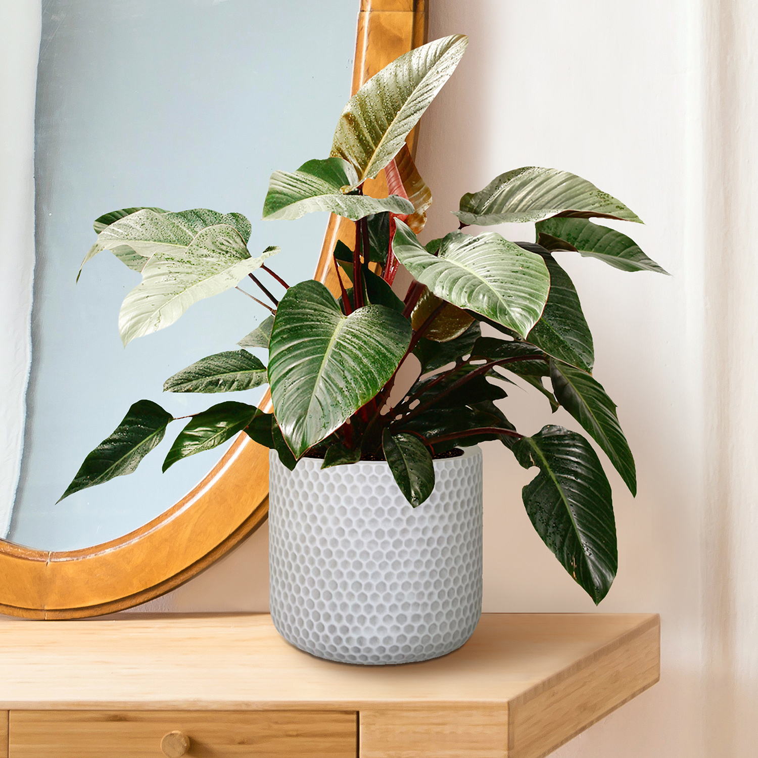 IDEALIST Lite Honeycomb Style Table and Hanging Cylinder Round Plant Pot Dual Use Indoor Planter