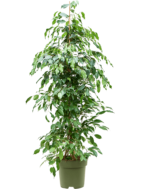 Lush Fig Tree Ficus benjamina 'Exotica' Tall Indoor House Plants Trees