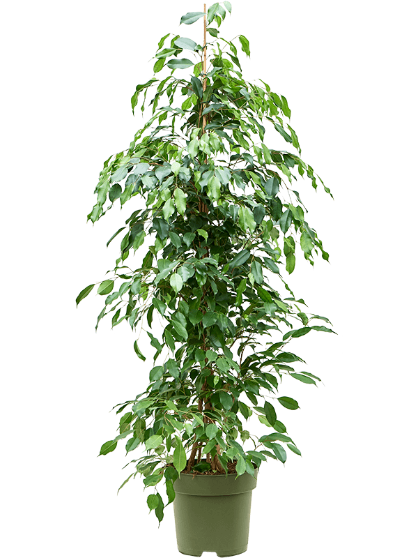 Lush Fig Tree Ficus benjamina 'Exotica' Tall Indoor House Plants Trees