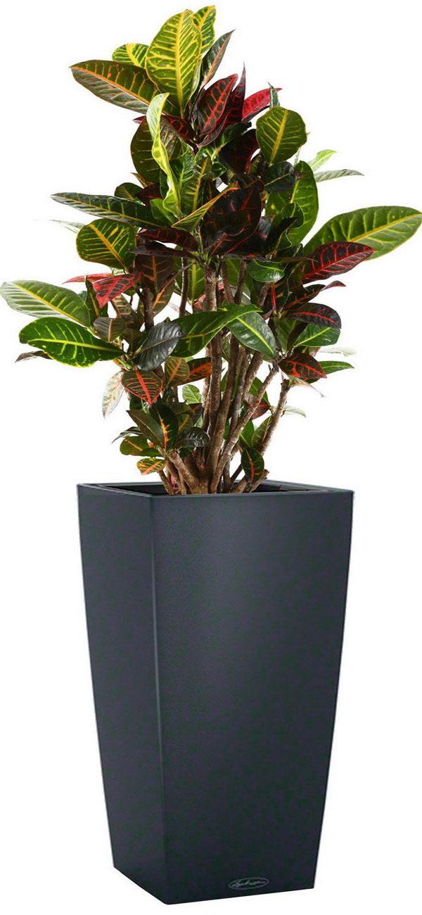 Codiaeum Petra in LECHUZA CUBICO Color Self-watering Planter, Total Height 130 cm