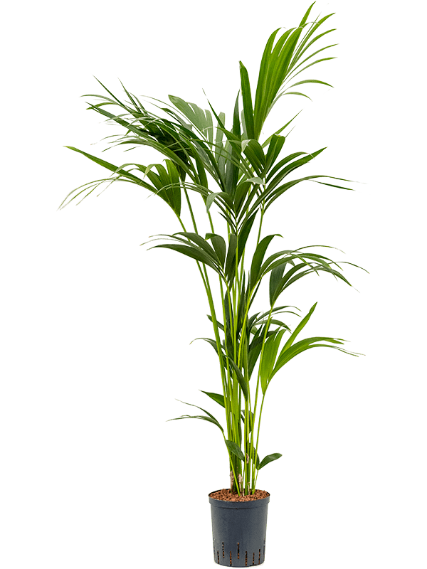 Lush Sentry Palm Kentia (Howea) forsteriana Indoor House Plants