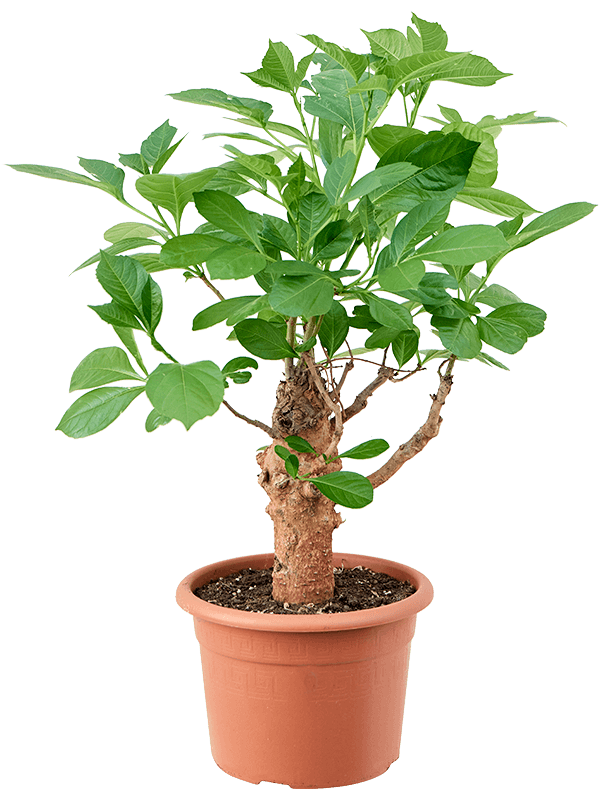 Photogenic Monkey Bread Tree Baobab (Adonsonia) Tall Indoor House Plants Trees