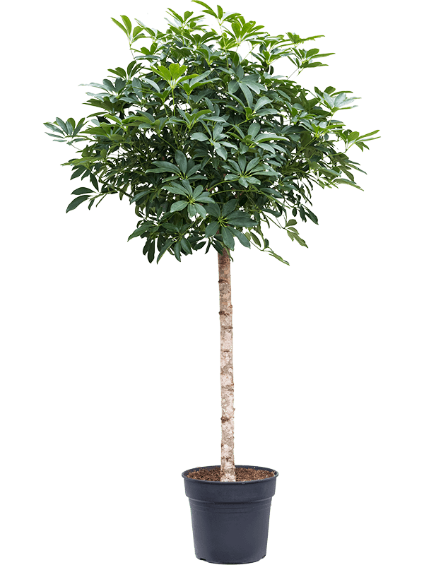 Easy-Care Umbrella Tree Schefflera arboricola 'Compacta' Tall Indoor House Plants Trees