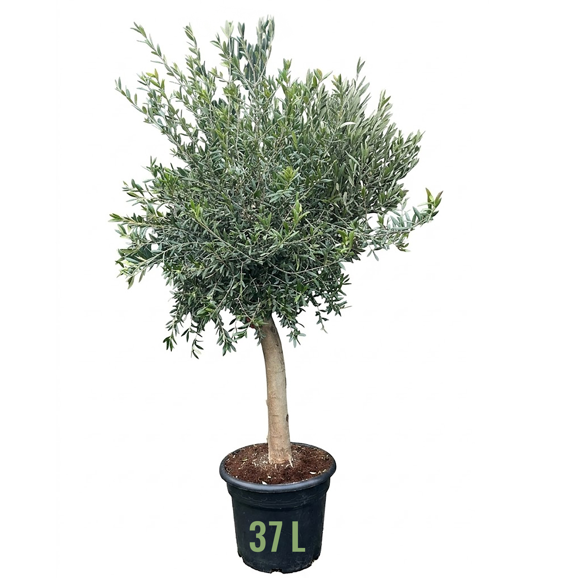 Olive Tree | Olea europea