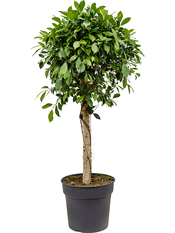 Lush Weeping Fig Ficus microcarpa ‘Nitida’ Tall Indoor House Plants Trees