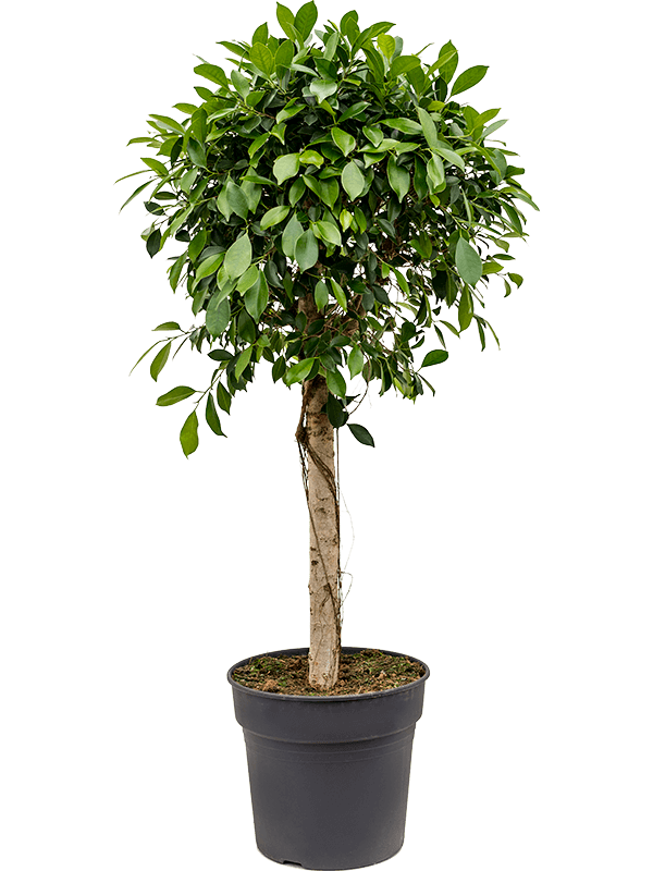 Lush Weeping Fig Ficus microcarpa ‘Nitida’ Tall Indoor House Plants Trees