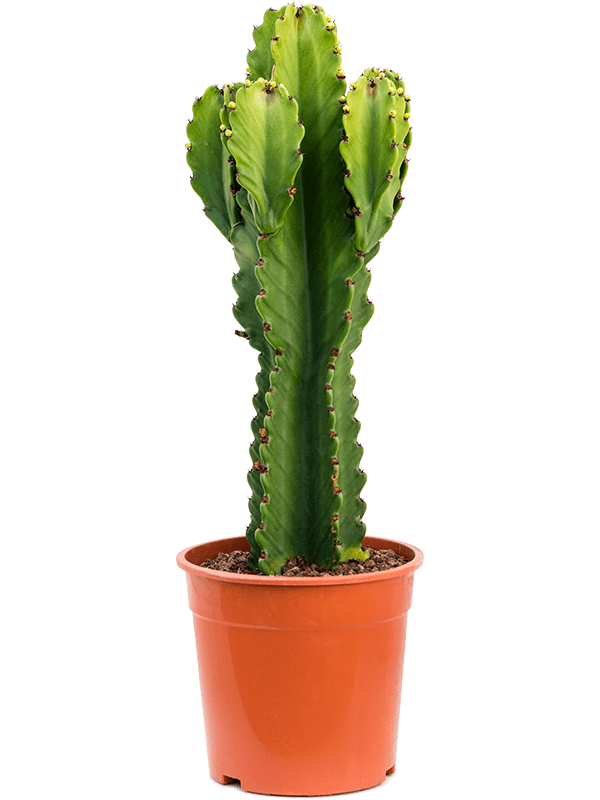 Photogenic Cowboy Cactus Euphorbia ingens (110-150) Indoor House Plants