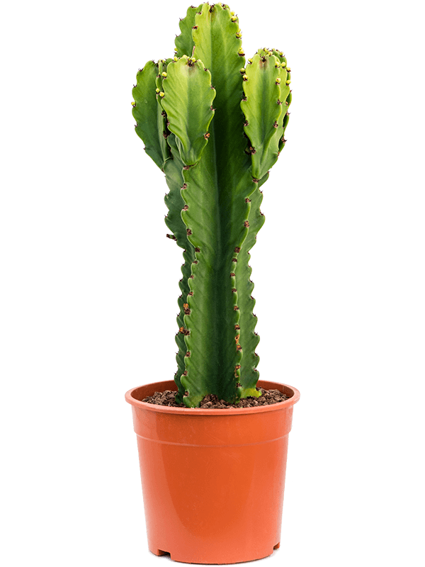 Photogenic Cowboy Cactus Euphorbia ingens (110-150) Indoor House Plants