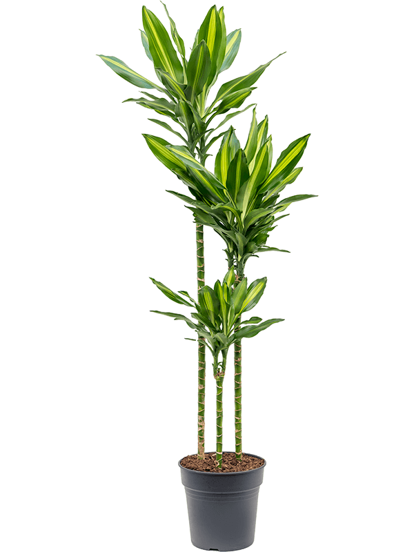 Colorful Corn Plant Dracaena fragrans 'Cintho' Indoor House Plants