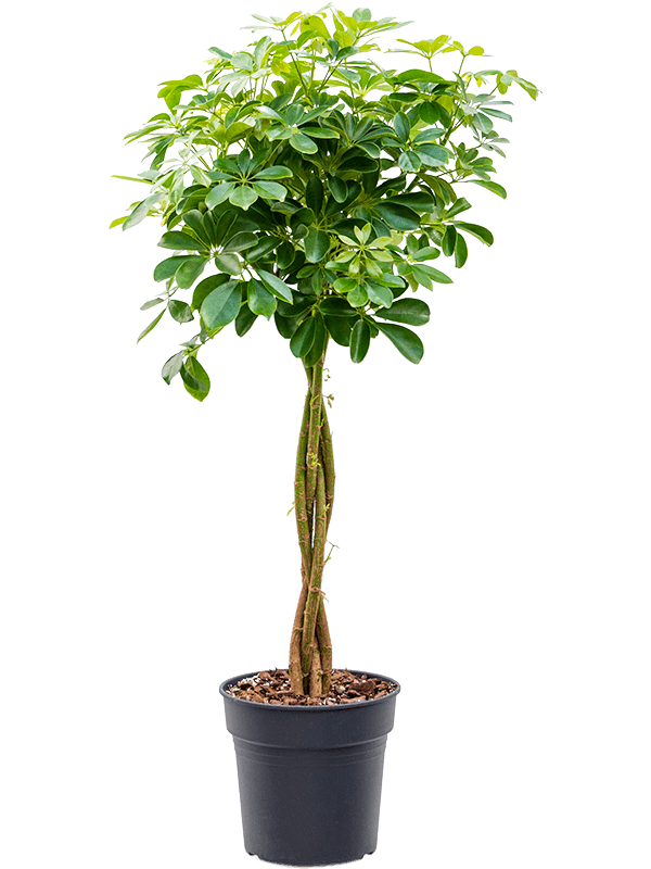 Insta-friendly Umbrella Tree Schefflera arboricola 'Nora' Tall Indoor House Plants Trees