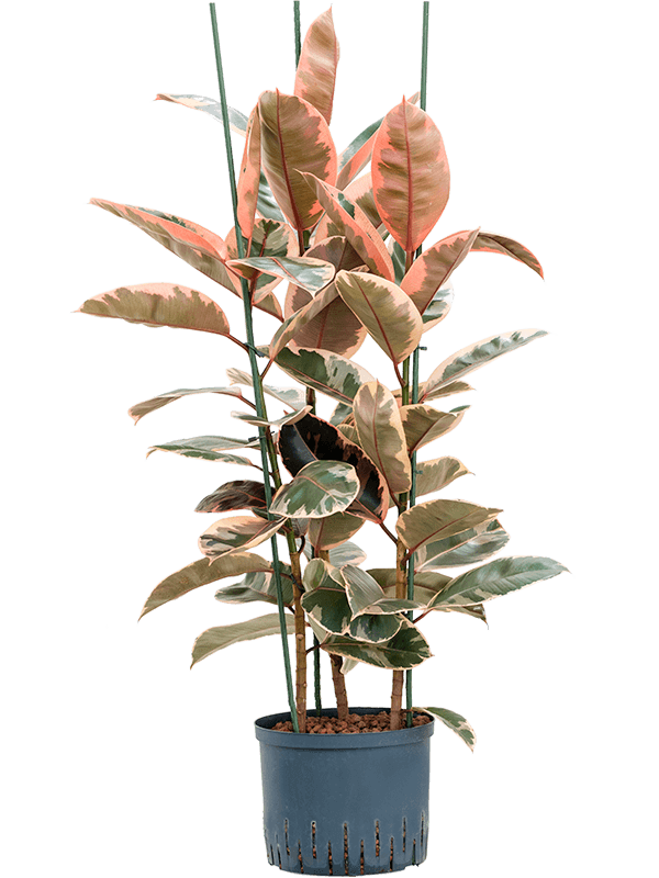 Lush Rubber Plant Ficus elastica 'Belize' Indoor House Plants