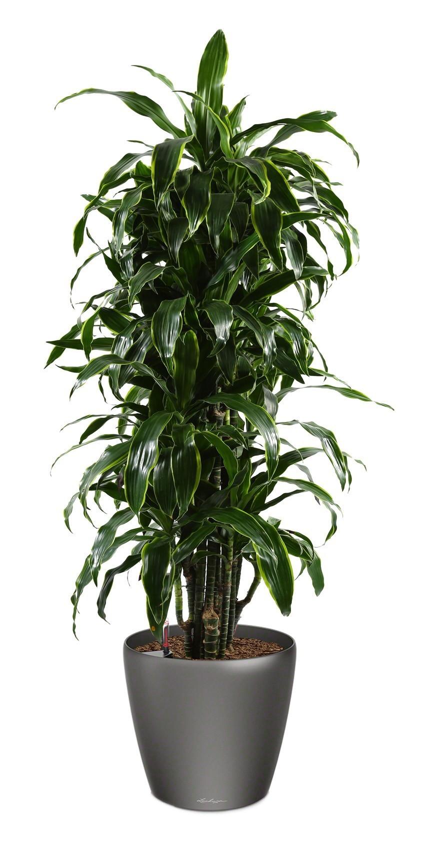 Dracaena Fragrans Arturo in LECHUZA CLASSICO LS 43 Self-watering Planter, Total Height 150 cm