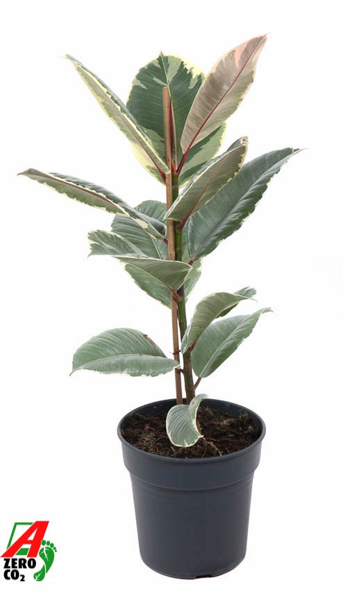 Lush Rubber Plant Ficus elastica 'Tineke' Indoor House Plants