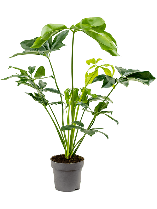 Lush Heart-Leaf Philodendron 'Green Wonder' Indoor House Plants