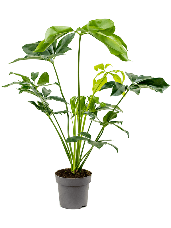 Lush Heart-Leaf Philodendron 'Green Wonder' Indoor House Plants
