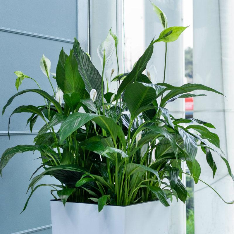 Blooming Spathiphyllum Sweet Chico in LECHUZA CUBICO Self-watering Planter, Total Height 80 cm