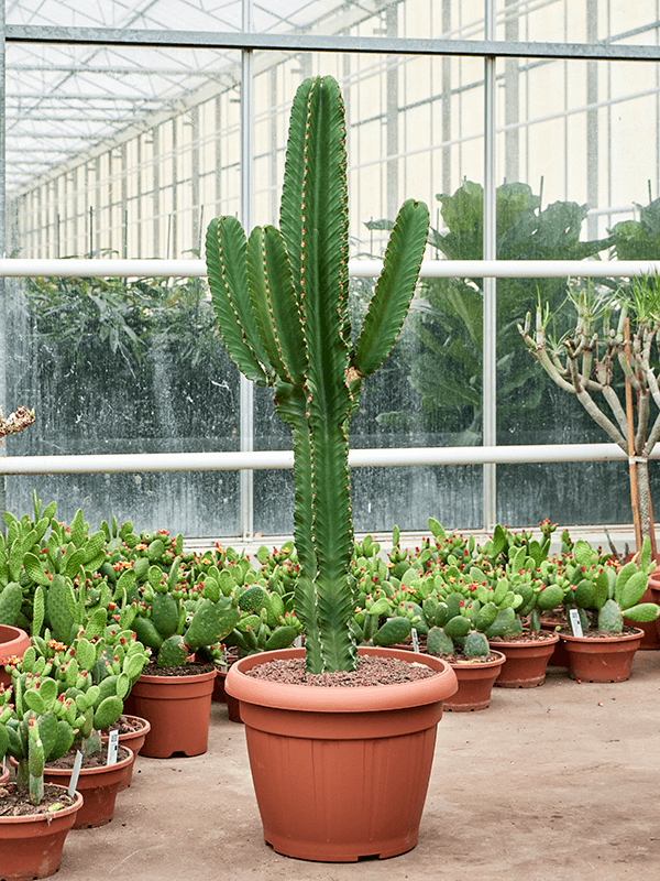 Photogenic Cowboy Cactus Euphorbia ingens Indoor House Plants