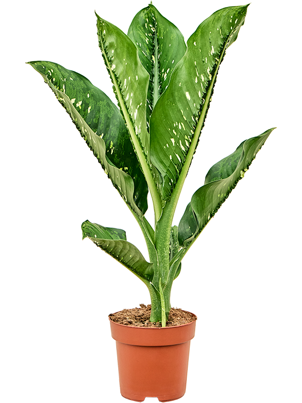 Dieffenbachia seguine 'Caiman'