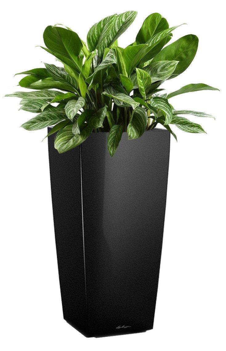 Aglaonema Stripes in LECHUZA CUBICO Self-watering Planter, Total Height 125 cm