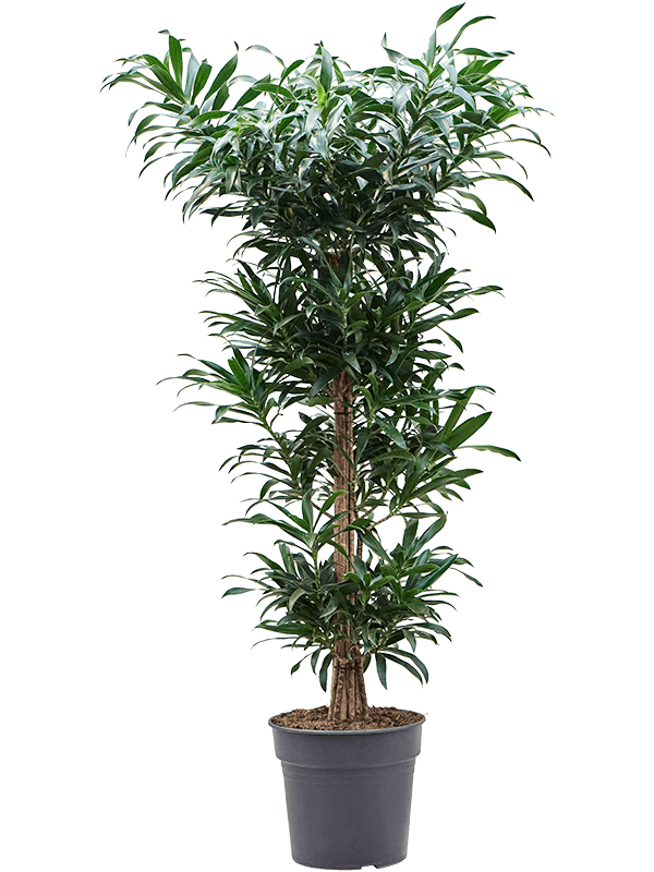 Easy-Care Dragon Tree Pleomele (Dracaena) reflexa Tall Indoor House Plants Trees