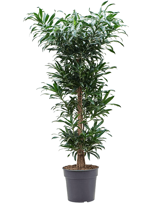 Easy-Care Dragon Tree Pleomele (Dracaena) reflexa Tall Indoor House Plants Trees