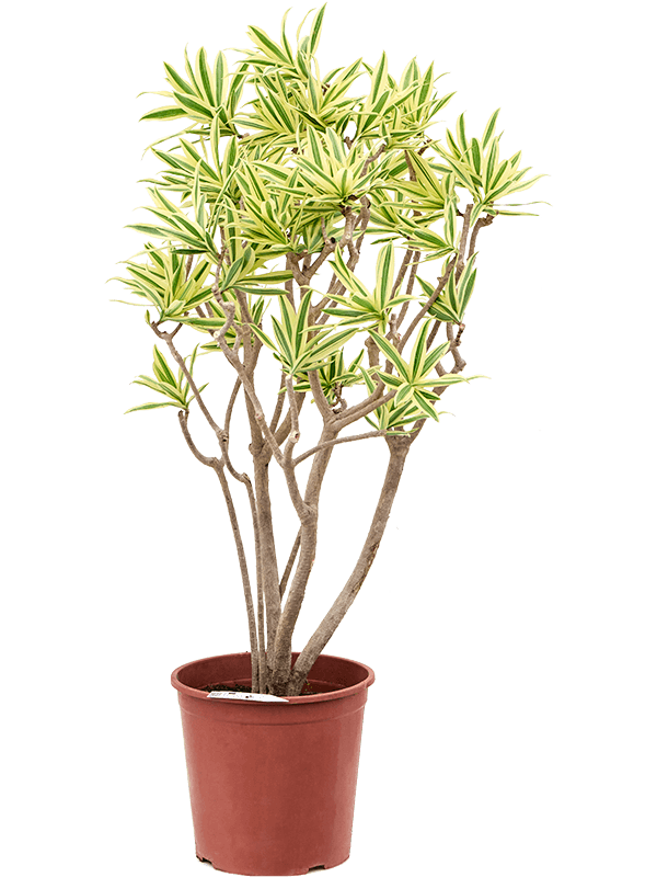 Colorful Pleomele (Dracaena) reflexa 'Song of Sri Lanka' Tall Indoor House Plants Trees