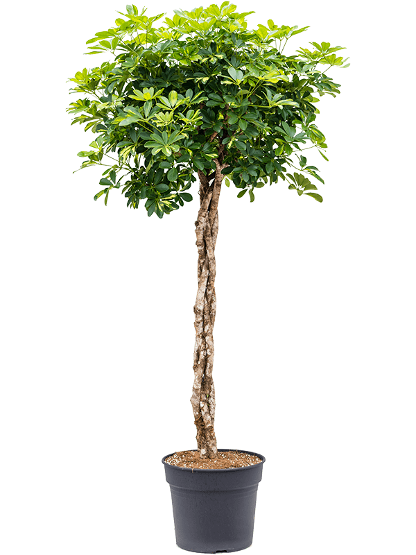 Delicate Umbrella Tree Schefflera arboricola 'Gold Capella' Indoor House Plants