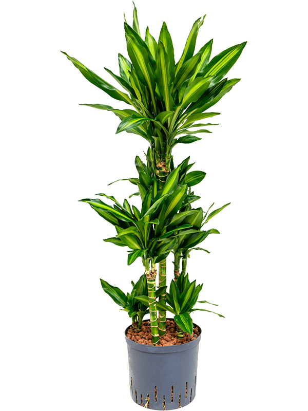 Colorful Corn Plant Dracaena fragrans 'Cintho' Indoor House Plants