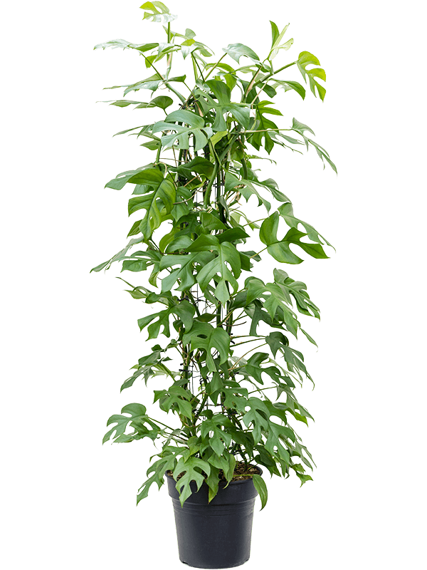 Shade-loving Swiss Cheese Plant Monstera minima' Indoor House Plants