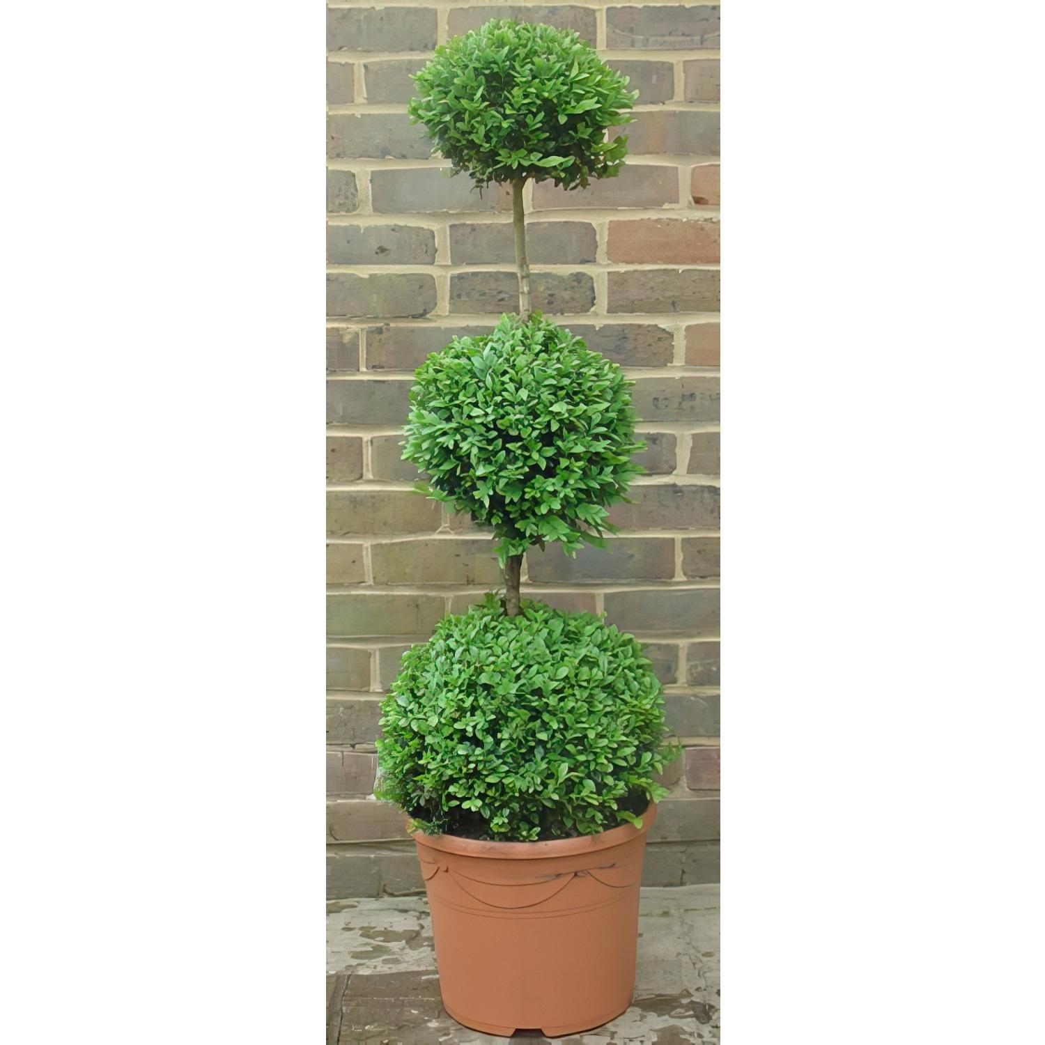 Photogenic Boxwood Buxus triple ball (Buxus Sempervirens) Box