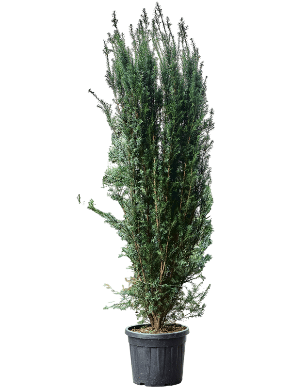 Taxus baccata 'Overeynderi'