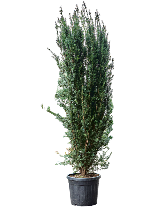 Taxus baccata 'Overeynderi'