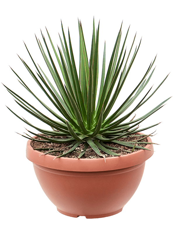 Easy-Care Agave ocahui Indoor House Plants