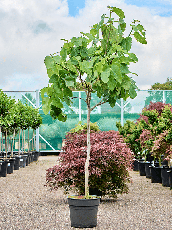 Lush Red-stem Fig Ficus carica