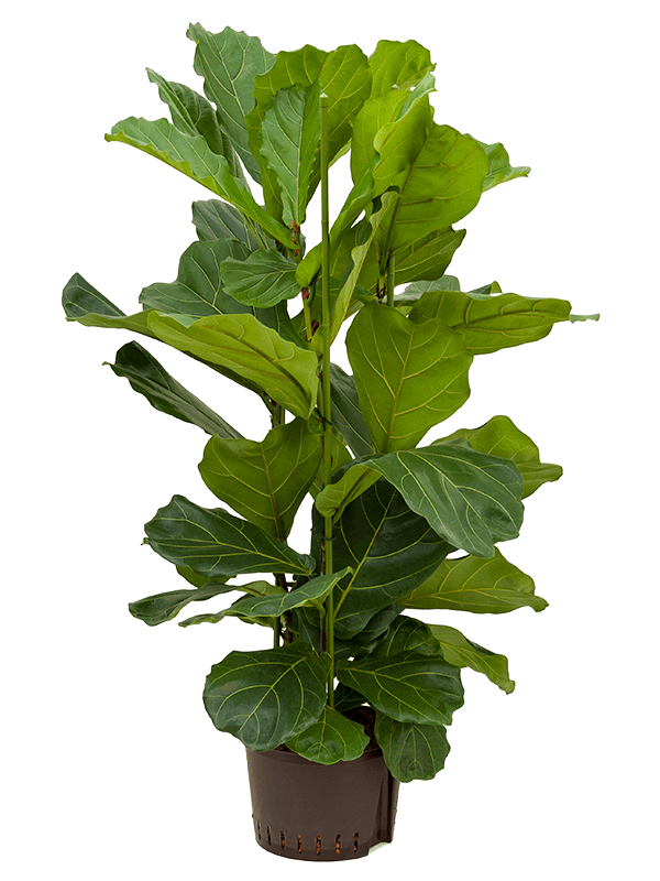 Lush Fiddle Leaf Fig Ficus lyrata Indoor House Plants