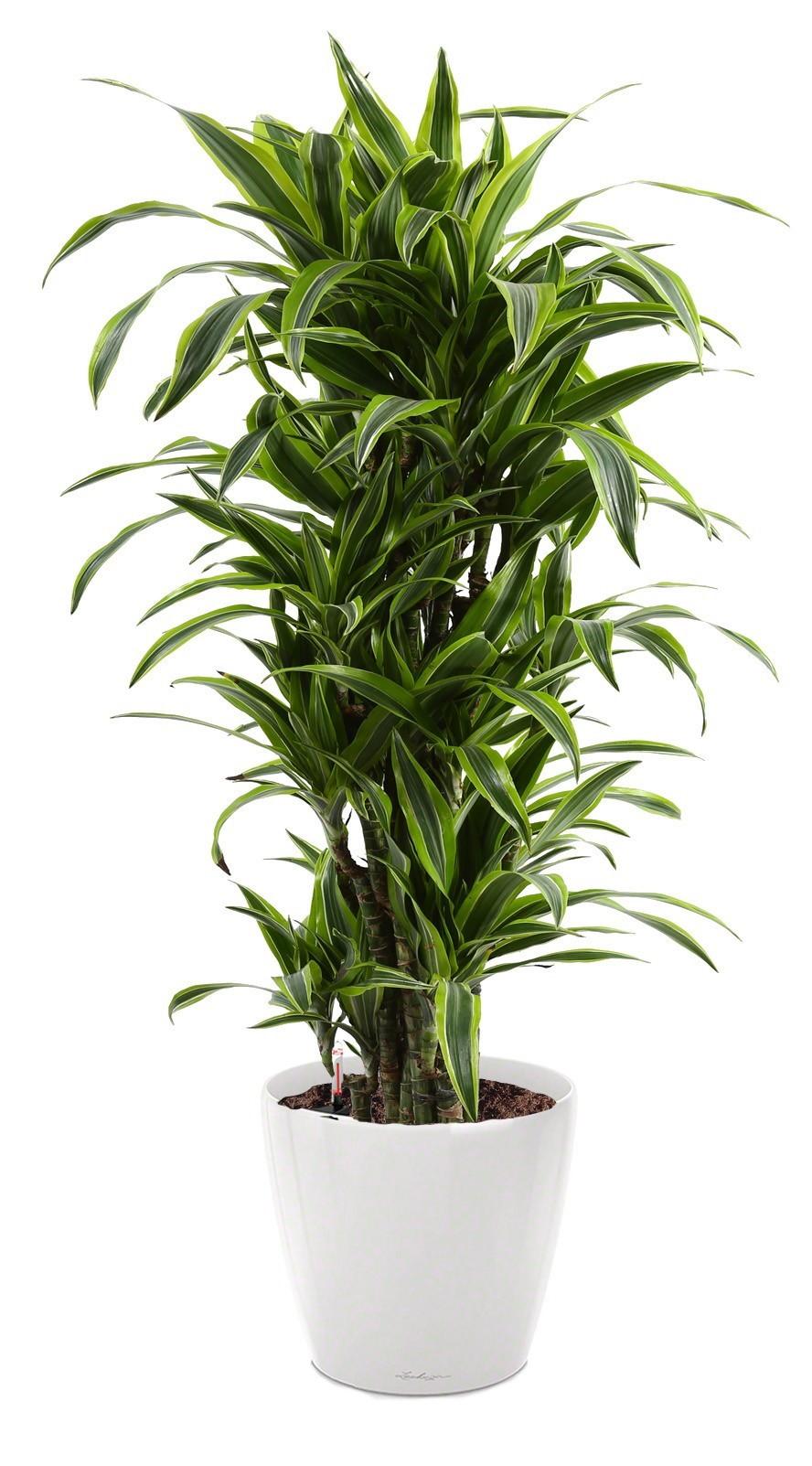 Dracaena Fragrans Lemon Lime in LECHUZA CLASSICO LS Self-watering Planter, Total Height 140 cm