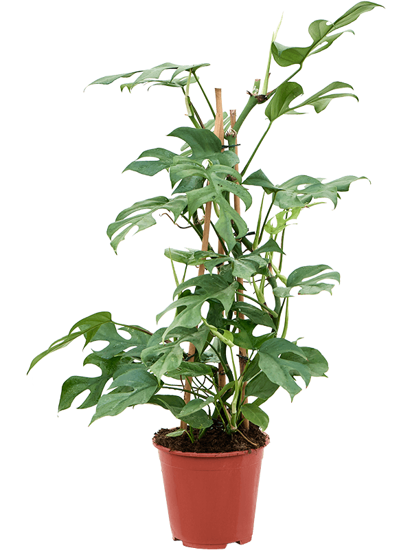 Shade-loving Swiss Cheese Plant Monstera minima' Indoor House Plants
