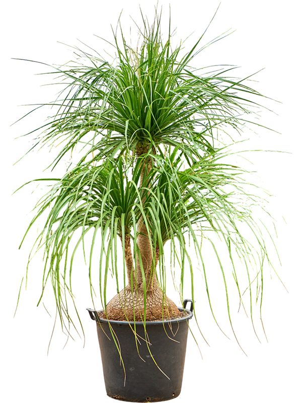 Beaucarnea recurvata 'Nolina'