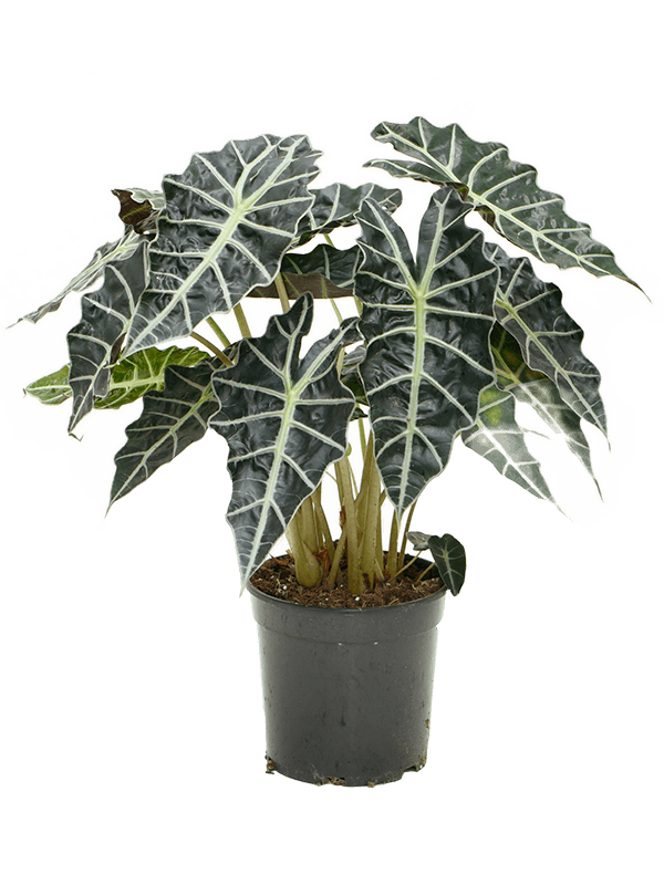 Lush Elephant Ear Alocasia amazonica 'Darf' Indoor House Plants