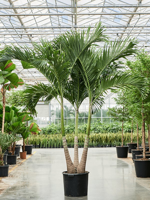 Lush Manila Palm Veitchia (Adonidia) merrillii (575-650) Indoor House Plants