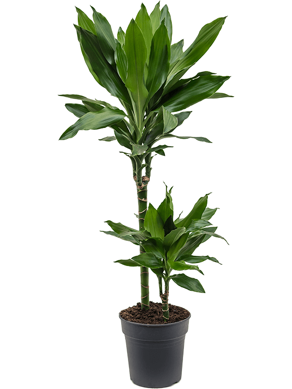 Easy-Care Corn Plant Dracaena fragrans 'Janet Lind' Tall Indoor House  Plants Trees W25 H(72-85) cm, Potsize D19 cm